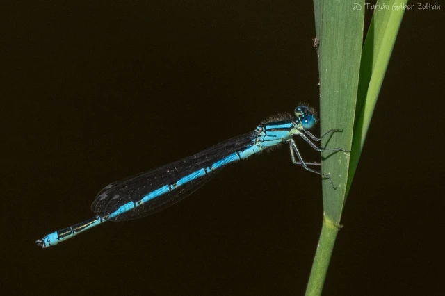 Erythromma lindenii - kékszemű légivadász