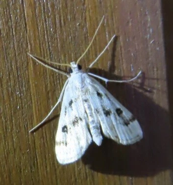 Parapoynx stratiotata - közönséges vízimoly