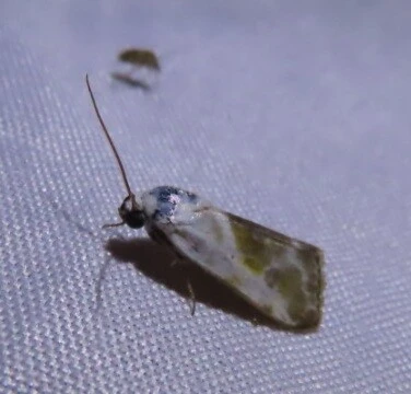 Ponometia candefacta - parlagfűbagoly