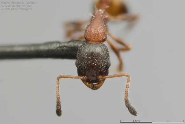 Temnothorax nigriceps - feketefejű kéreghangya Temnothorax nigriceps - feketefejű kéreghangya