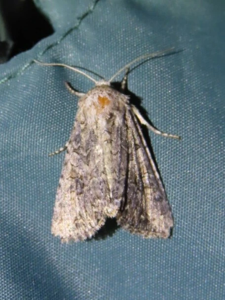 Hadula trifolii - lóherebagoly