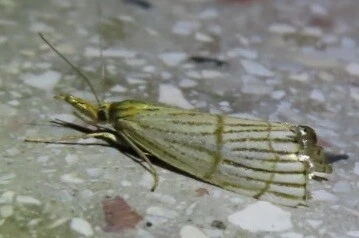 Chrysocrambus linetella - déli fűgyökérmoly