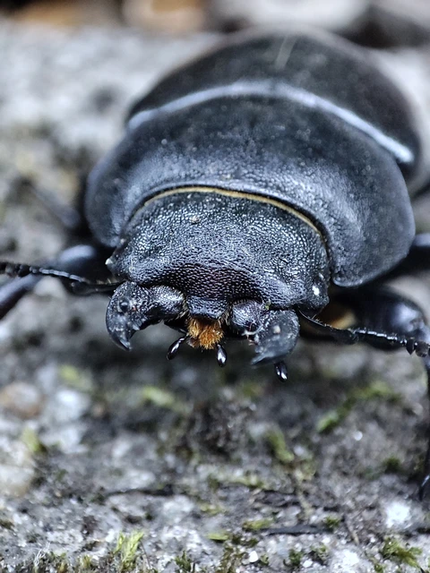 Lucanus cervus - nagy szarvasbogár