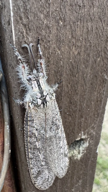 Neuroptera - Recésszárnyúak Neuroptera - Recésszárnyúak