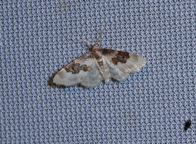 Idaea rusticata - tarka apróaraszoló
