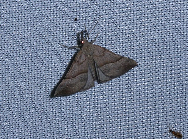 Hypena proboscidalis - ormányos karcsúbagoly
