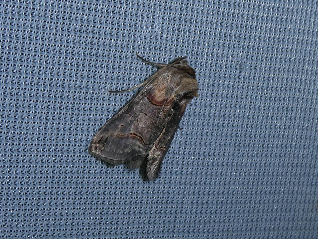 Abrostola triplasia - közönséges csalánbagoly