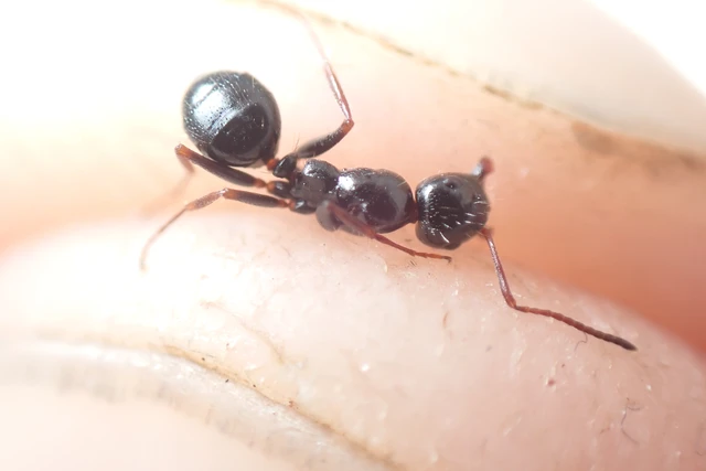 Camponotus piceus - szurkos lóhangya Camponotus piceus - szurkos lóhangya