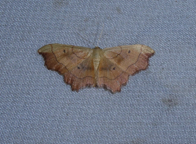 Idaea emarginata - csipkés sávosaraszoló