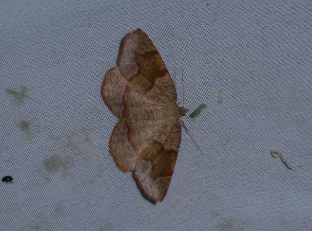 Plagodis pulveraria - szemcsés araszoló