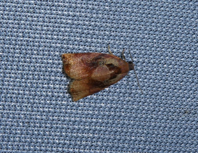 Archips podana - dudvarágó sodrómoly