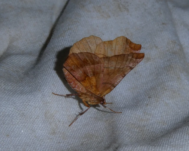 Selenia dentaria - kétfoltos holdasaraszoló