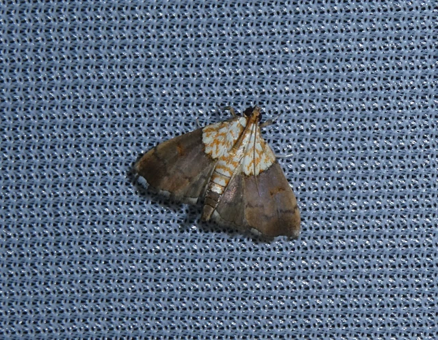 Agrotera nemoralis - ligeti tűzmoly