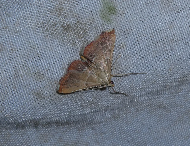 Endotricha flammealis - tüzesszárnyú fényilonca