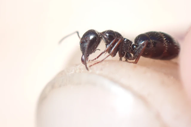 Camponotus atricolor - nyerges lóhangya Camponotus atricolor - nyerges lóhangya