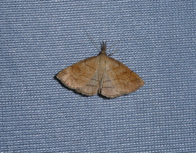 Polypogon gryphalis - láperdei karcsúbagoly