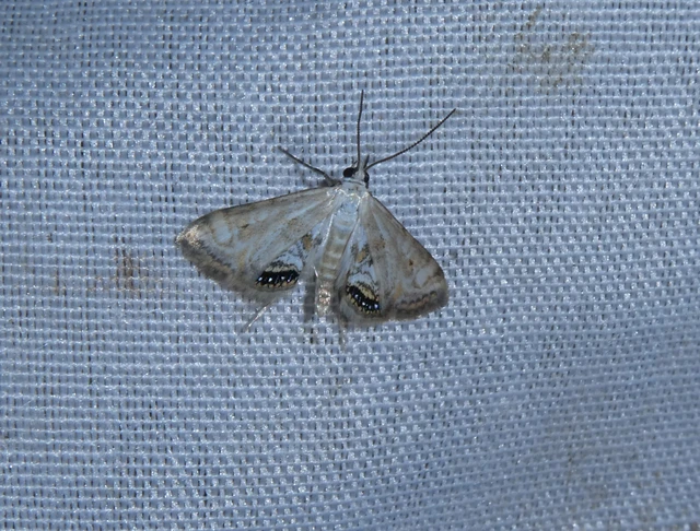 Cataclysta lemnata - békalencsemoly