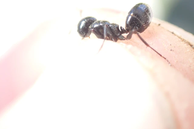 Camponotus atricolor - nyerges lóhangya Camponotus atricolor - nyerges lóhangya