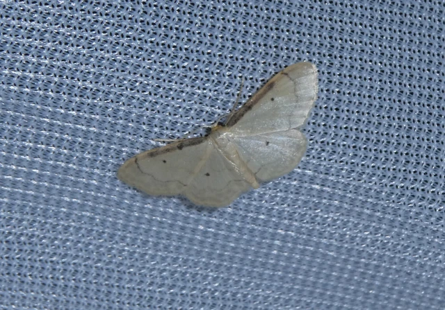 Idaea politaria - vonalas apróaraszoló