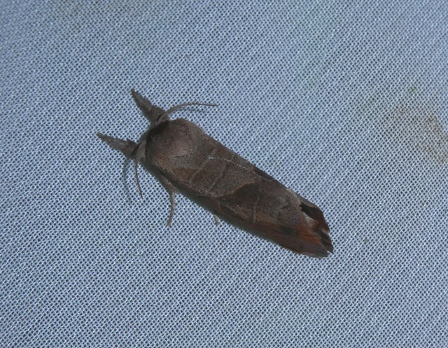Clostera anastomosis - barna levélszövő