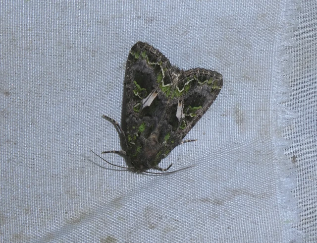 Trachea atriplicis - nyári zöldbagoly