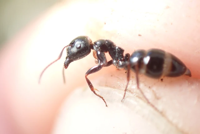 Camponotus atricolor - nyerges lóhangya Camponotus atricolor - nyerges lóhangya