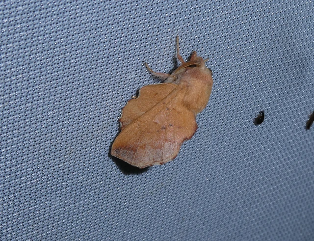 Phyllodesma tremulifolia - nyárlevélpohók