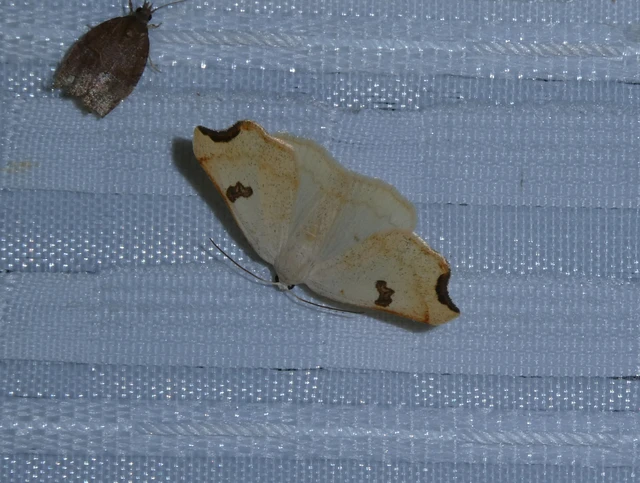 Eilicrinia cordiaria - fehér fűzfaaraszoló