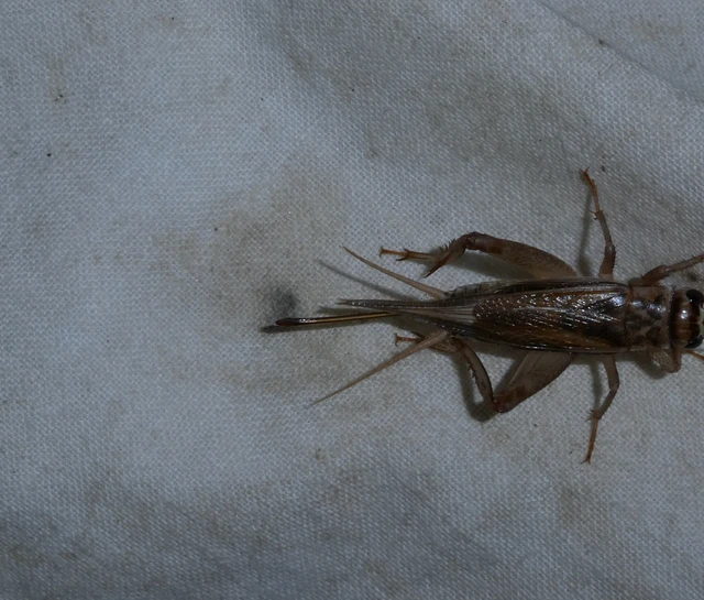 Orthoptera - Egyenesszárnyúak Orthoptera - Egyenesszárnyúak