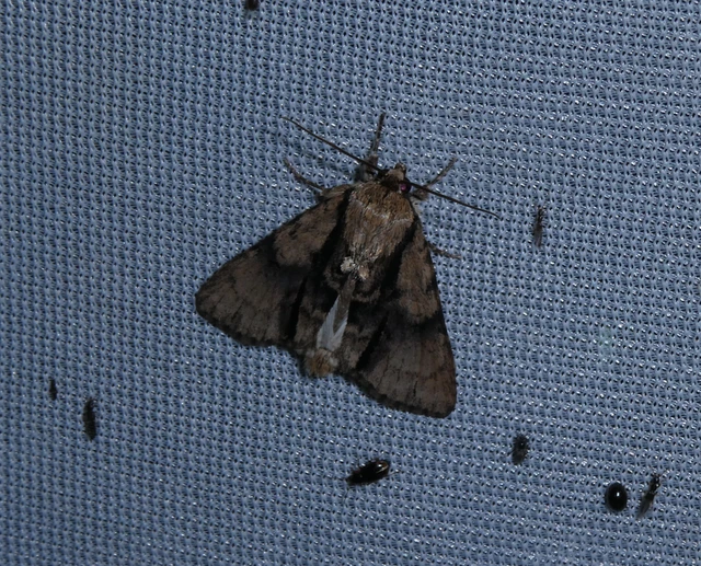 Acronicta alni - éger-szigonyosbagoly
