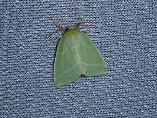 Pseudoips prasinana - bükkfa-zöldbagoly