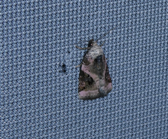 Pseudeustrotia candidula - fehéres apróbagoly