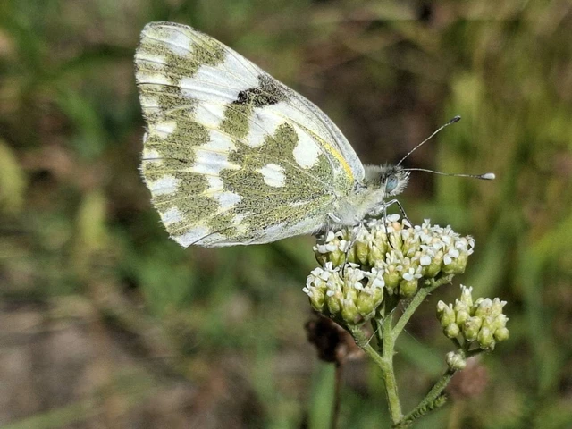 Pontia edusa - rezedalepke