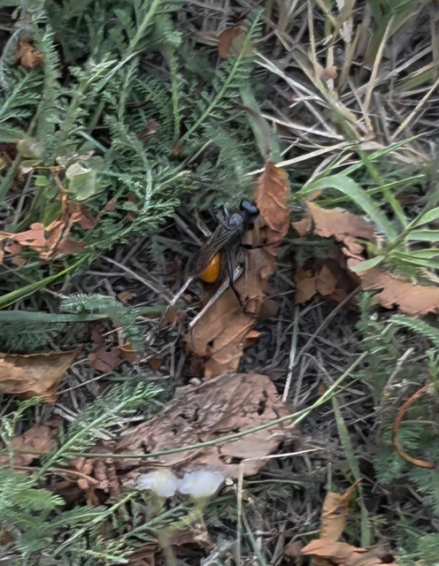 Hymenoptera - Hártyásszárnyúak Hymenoptera - Hártyásszárnyúak