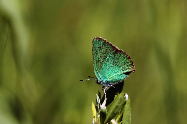 Callophrys rubi - zöldfonákú lepke