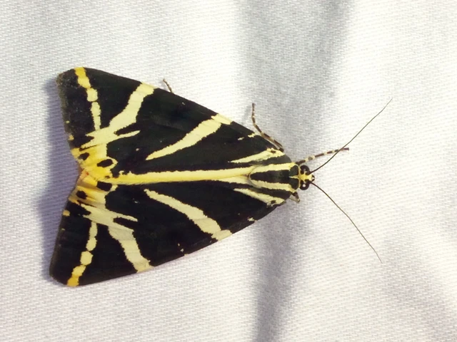 Euplagia quadripunctaria - csíkos medvelepke