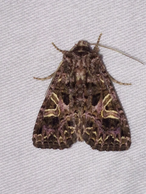 Sideridis rivularis - vörhenyes szegfűbagoly