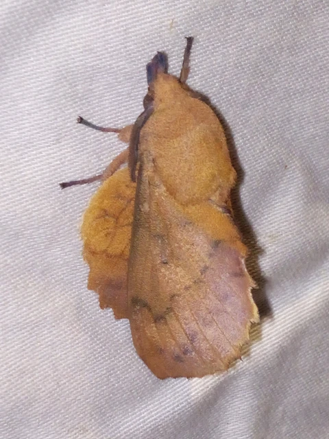 Gastropacha quercifolia - tölgylevélpohók