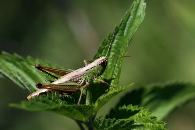 Orthoptera - Egyenesszárnyúak Orthoptera - Egyenesszárnyúak