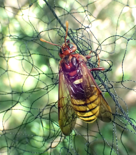 Hymenoptera - Hártyásszárnyúak Hymenoptera - Hártyásszárnyúak