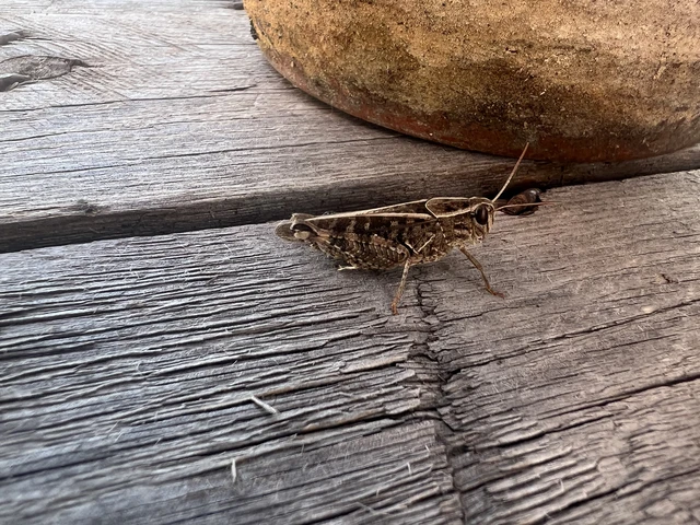 Orthoptera - Egyenesszárnyúak Orthoptera - Egyenesszárnyúak