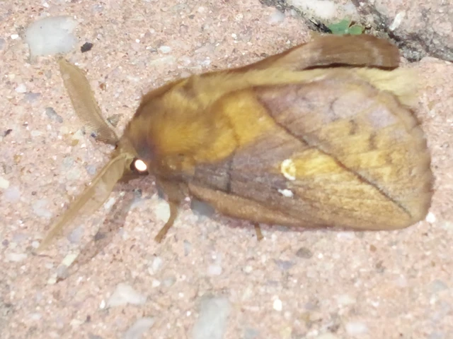Euthrix potatoria - szomjas pohók