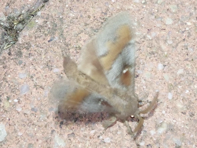 Dendrolimus pini - fenyőpohók