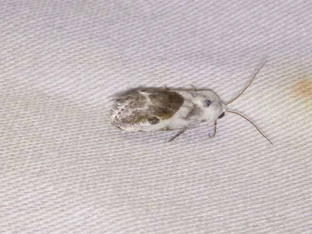 Ponometia candefacta - parlagfűbagoly
