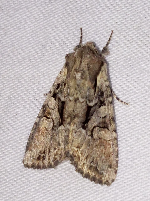 Lacanobia thalassina - borbolya-kertibagoly