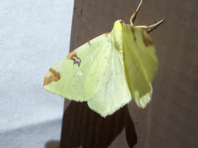 Opisthograptis luteolata - citromsárga araszoló