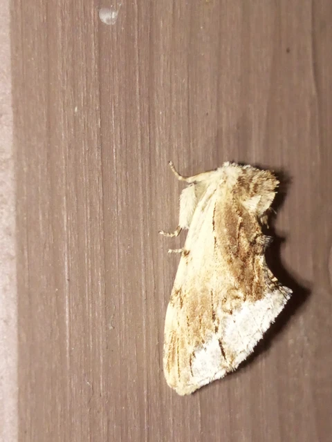Ptilodon cucullina - csuklyás púposszövő