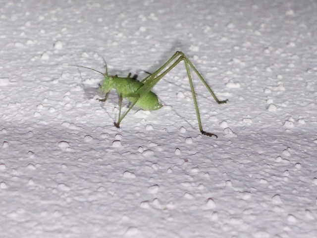 Orthoptera - Egyenesszárnyúak Orthoptera - Egyenesszárnyúak