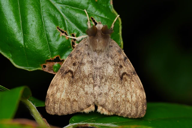 Lymantria dispar - gyapjaslepke