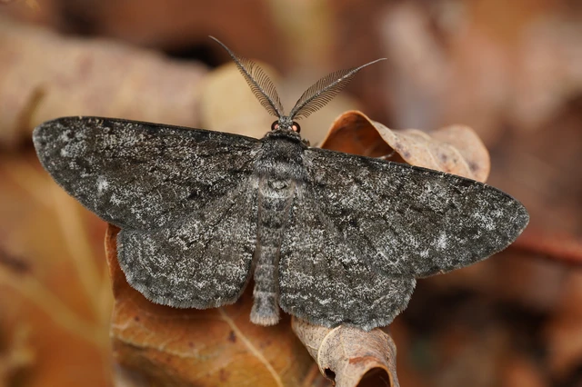 Hypomecis roboraria - nagy tölgyfaaraszoló